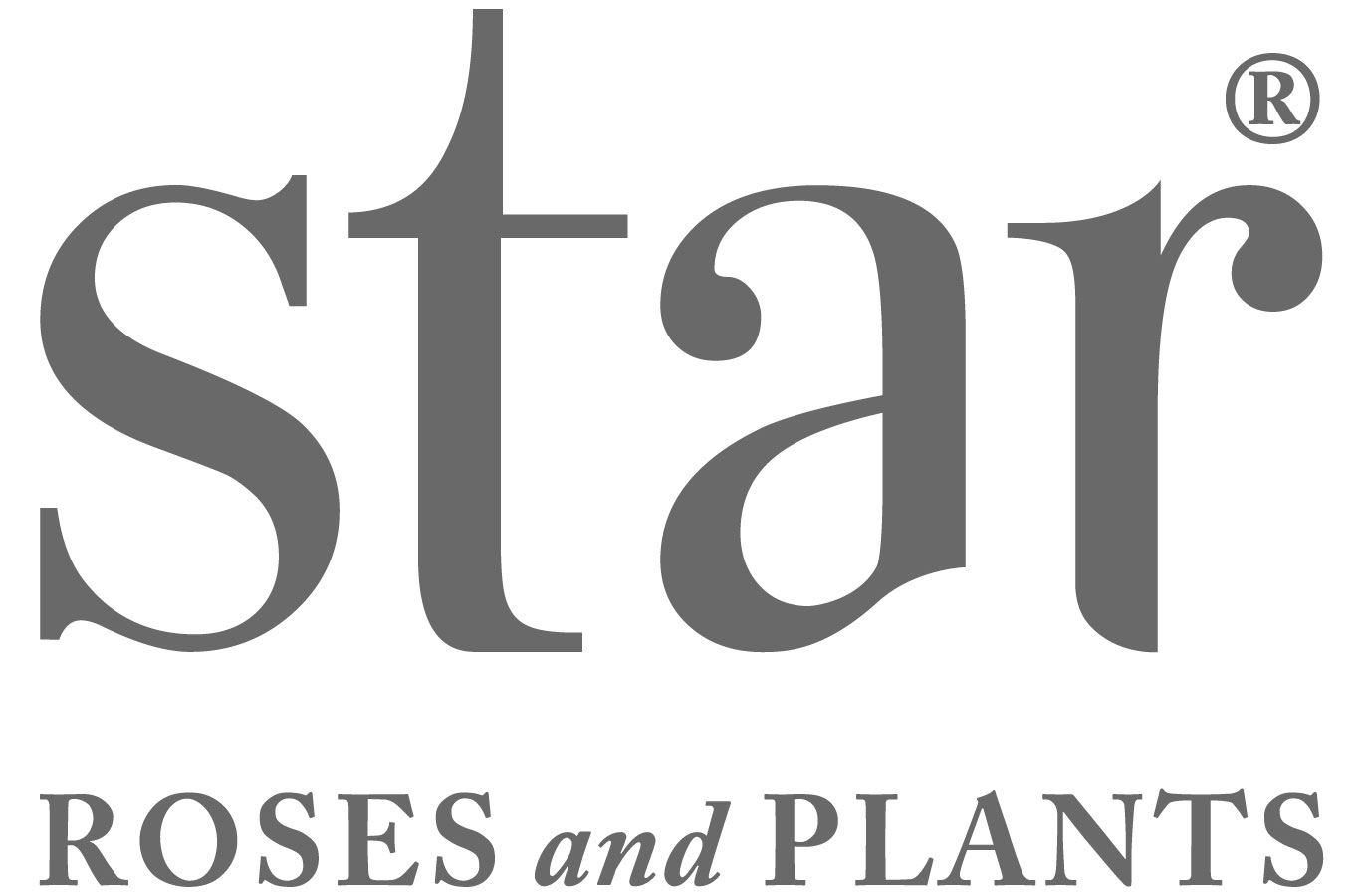 Star® Roses and Plants